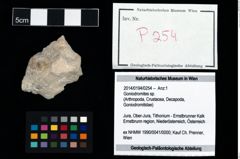 Foto (Objekt + Etikett) von Goniodromites sp.  (NHMW-GEO-2014-0194-0254)